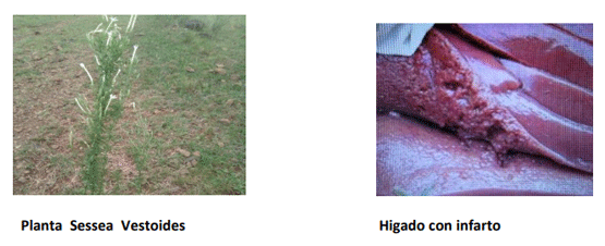 INTOXICACION por Nitritos - Ac Cianhídrico con diagnóstico diferencial de muerte súbita. Junio 2023 - Image 29
