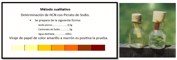 INTOXICACION por Nitritos - Ac Cianhídrico con diagnóstico diferencial de muerte súbita. Junio 2023 - Image 5
