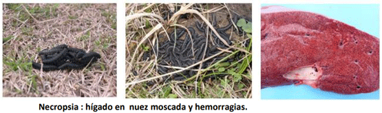 INTOXICACION por Nitritos - Ac Cianhídrico con diagnóstico diferencial de muerte súbita. Junio 2023 - Image 16