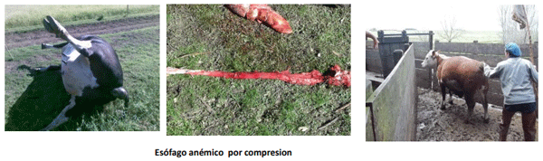 INTOXICACION por Nitritos - Ac Cianhídrico con diagnóstico diferencial de muerte súbita. Junio 2023 - Image 14