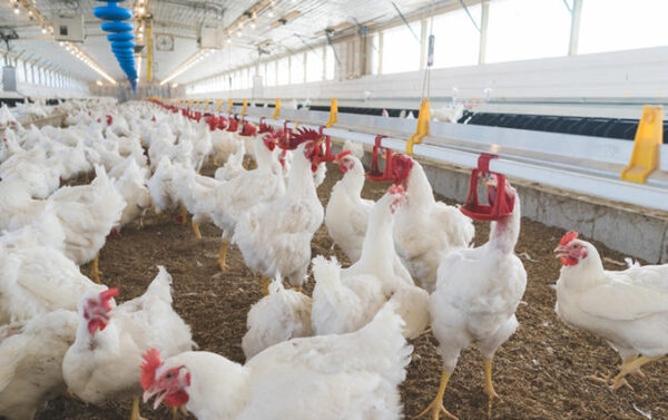 Programa de control de consumo de agua en cría y producción de reproductoras - Image 1