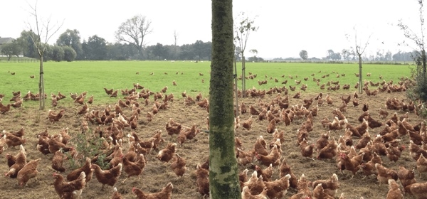 Algunos apuntes en la alimentación de gallinas en sistemas alternativos - Image 1