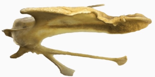Seleccionando para conseguir huesos más fuertes: influencia genética en la reducción de las fracturas óseas de las ponedoras - Image 2