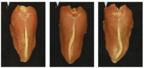 Seleccionando para conseguir huesos más fuertes: influencia genética en la reducción de las fracturas óseas de las ponedoras - Image 1