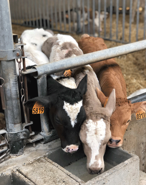 La huella hídrica de la producción de carne de vacuno en Cataluña - Image 1