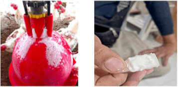 Consideraciones al momento de aplicar tratamientos antibióticos en el agua de bebida - Image 3