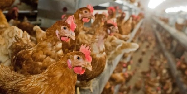 La importancia de la inflamación en la producción animal - Image 1