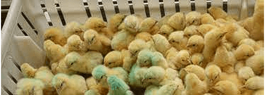 Objetivo de una buena crianza en aves de postura - Image 12