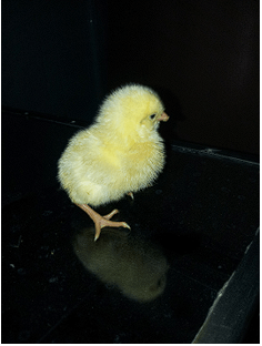 Objetivo de una buena crianza en aves de postura - Image 11