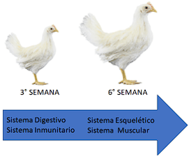 Objetivo de una buena crianza en aves de postura - Image 14