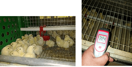 Objetivo de una buena crianza en aves de postura - Image 7