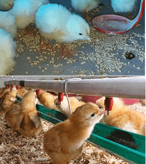 Objetivo de una buena crianza en aves de postura - Image 13