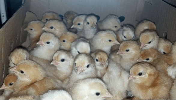 Objetivo de una buena crianza en aves de postura - Image 1