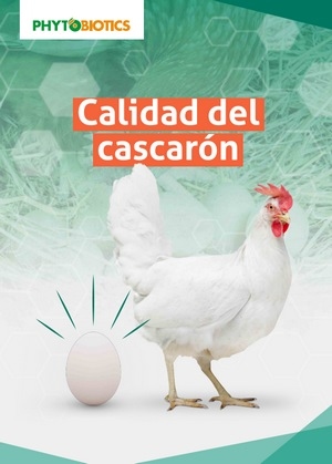 ¿Cómo mejorar la calidad del cascarón para tener más éxito en su producción? - Image 1