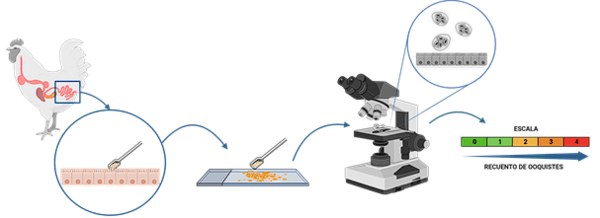 Evaluación del uso de Herbanoplex para prevenir la inflamación intestinal por Clostridium perfringens en Aves - Image 3