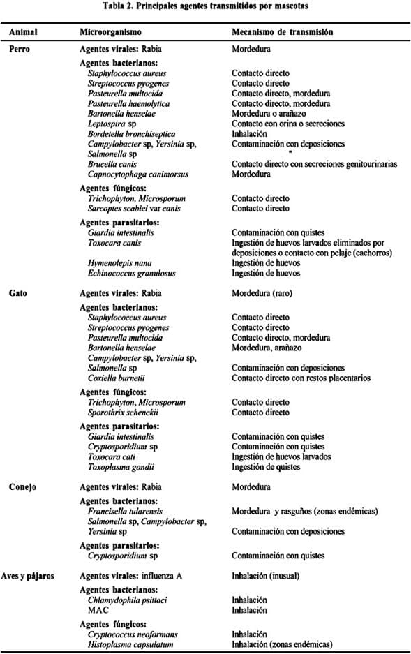 Visita terapéutica de mascotas en hospitales - Image 2