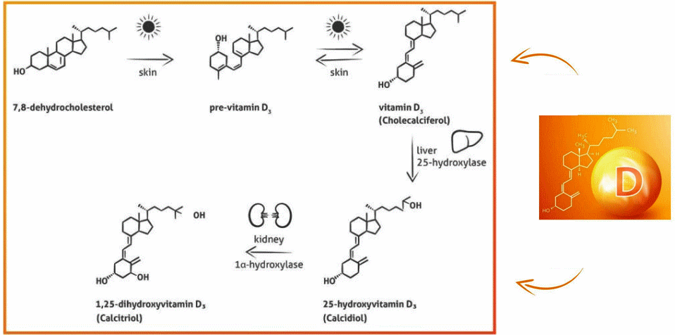 Vitamina D, la 