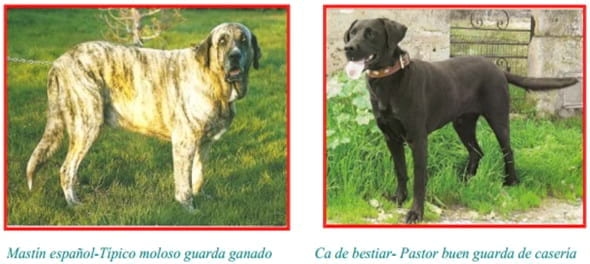Lo que el hispano - romano Lucio J. M. Columela describió sobre perros, en su obra 