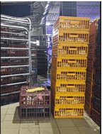 Seguimiento del descenso de la temperatura corporal en el pollo de engorde, destinado a la planta de beneficio para evaluación de DOA y bienestar animal - Image 3