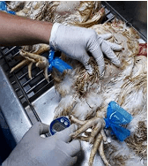 Seguimiento del descenso de la temperatura corporal en el pollo de engorde, destinado a la planta de beneficio para evaluación de DOA y bienestar animal - Image 5
