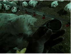 Seguimiento del descenso de la temperatura corporal en el pollo de engorde, destinado a la planta de beneficio para evaluación de DOA y bienestar animal - Image 4