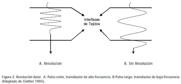 Principios Básicos de Ultrasonografía Veterinaria - Image 2