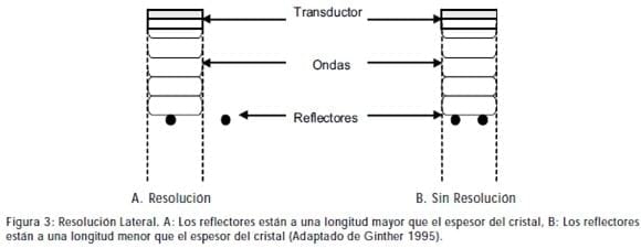Principios Básicos de Ultrasonografía Veterinaria - Image 3