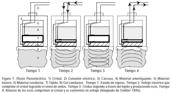 Principios Básicos de Ultrasonografía Veterinaria - Image 1