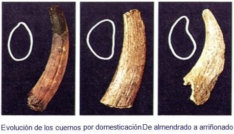 La Oveja Fue Antes Que El Trigo - Relación de Animales según su Domesticación - Image 5