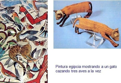 La Oveja Fue Antes Que El Trigo - Relación de Animales según su Domesticación - Image 11