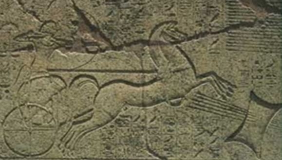 La Oveja Fue Antes Que El Trigo - Relación de Animales según su Domesticación - Image 12