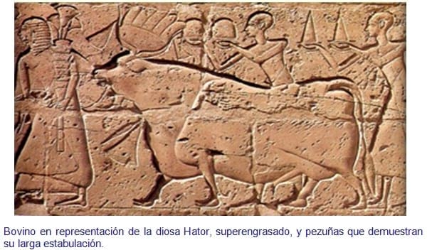 La Oveja Fue Antes Que El Trigo - Relación de Animales según su Domesticación - Image 9