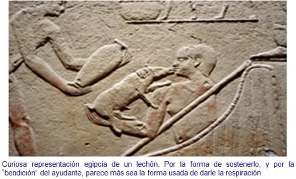La Oveja Fue Antes Que El Trigo - Relación de Animales según su Domesticación - Image 10