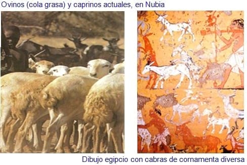 La Oveja Fue Antes Que El Trigo - Relación de Animales según su Domesticación - Image 4