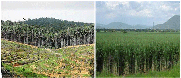 EL ECOCIDIO DE LA CAÑA DE AZUCAR, LA PALMA AFRICANA Y EL BANANO