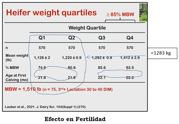 Edad o Peso a la Primera Inseminación Artificial (PIA), esa es la pregunta? - Image 4