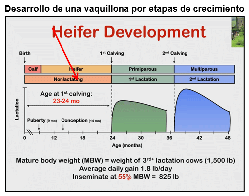 Desarrollo de una vaquillona por etapas de crecimiento