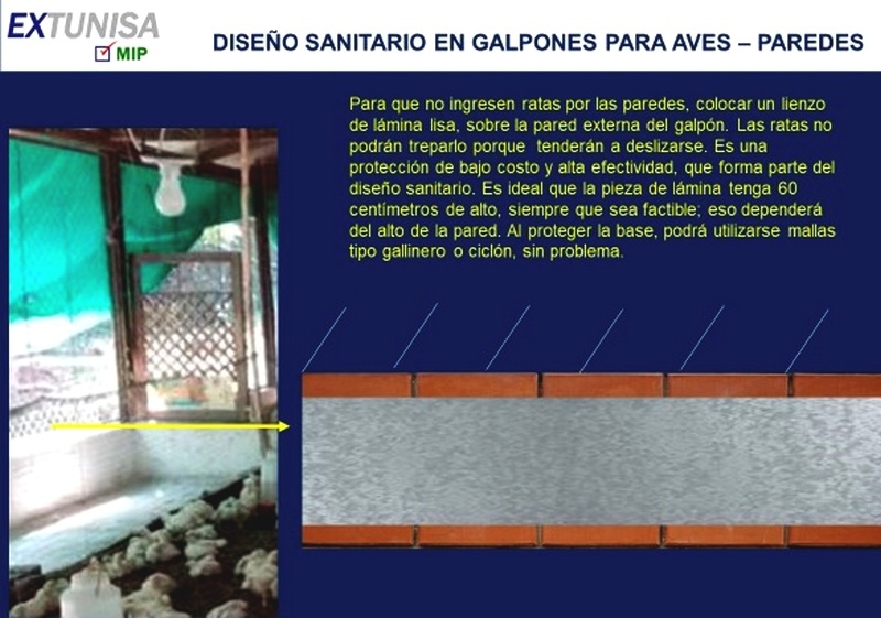 Galpones para aves: diseño y mantenimiento sanitarios - Image 1