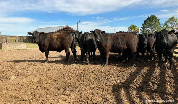 Figura 5 - Lote de novillos gordos esperando para ser embarcados y transportados al frigorífico.