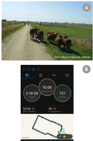 Figura 2 - Novillos durante caminata (a) y herramienta utilizada para control de la velocidad y de la distancia (b).