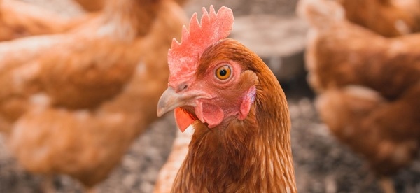 Sepa qué debe verificarse diariamente en la crianza de gallinas ponedoras - Image 1
