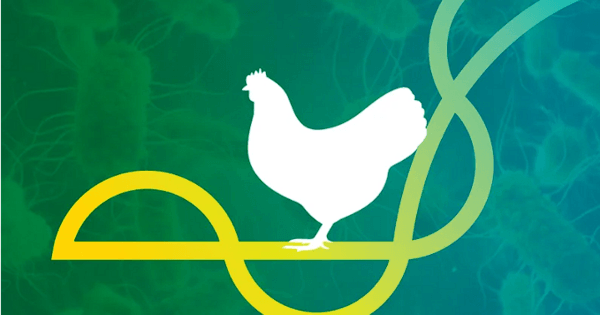 Control integral de la salmonelosis en aves de larga vida - Image 1