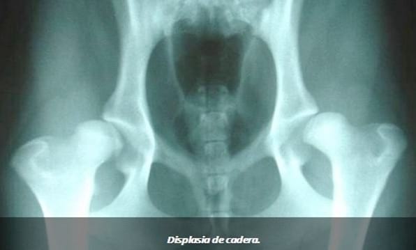 Tratamiento de la displasia de cadera en el perro - Image 1