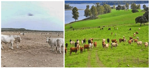 LA ACTIVIDAD AGROPECUARIA Y SU INCIDENCIA SOBRE EL CAMBIO CLIMÁTICO