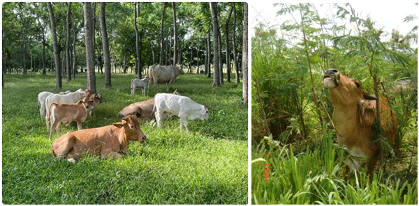 LA ACTIVIDAD AGROPECUARIA Y SU INCIDENCIA SOBRE EL CAMBIO CLIMÁTICO