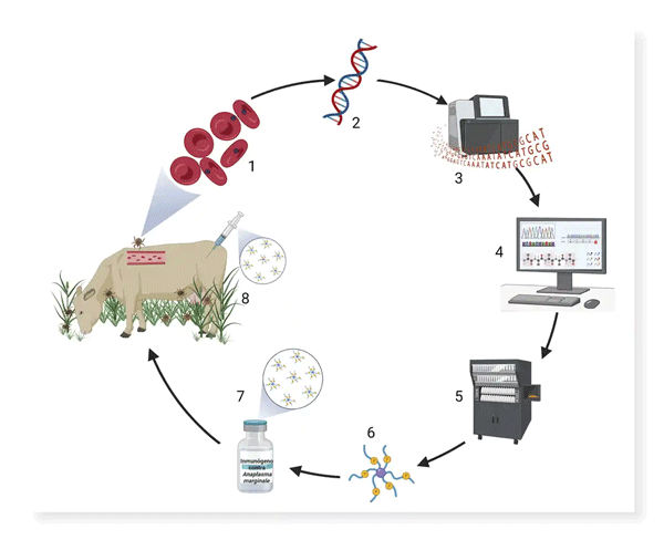 Figura 1. Proceso de generación de un inmunógeno experimental basado en péptidos inmunogénicos sintéticos. 1) A partir de material biológico de un patógeno (en este caso Anaplasma marginale) 2) se extrae el ADN y 3) se obtiene su secuencia genética. 4) Las secuencias son analizadas con herramientas bioinformáticas para encontrar y seleccionar péptidos, 5) los cuales son sintetizados artificialmente 6) en forma de brazos alrededor de una molécula, también llamados Multiple Antigenic Peptides (MAP’s). 7) Estos péptidos son preparados con un adyuvante y posteriormente 8) inoculados en los bovinos a la espera de que desarrollen una respuesta inmune protectora que sea eficiente ante un desafío. (Figura propiedad de la Unidad de Anaplasmosis, CENID-SAI, INIFAP).