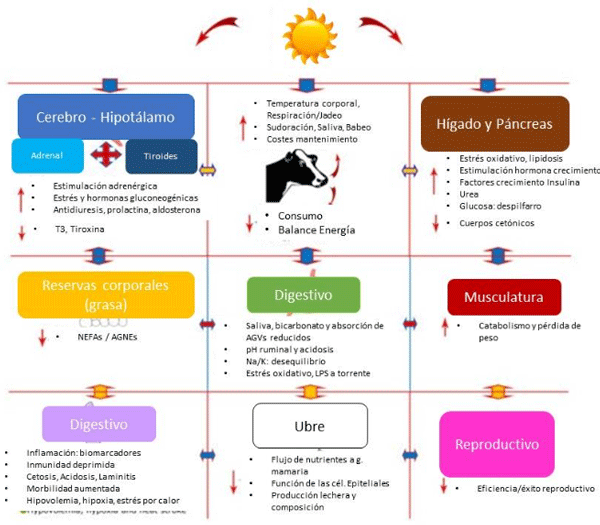Figura 2. Cambios fisiológicos bajo estrés por calor en vacuno lechero. Fuente: traducción/elaboración propia a partir de Sammad et al. (2020)