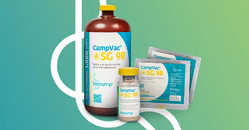 Seguridad de la vacuna CampVac® SG9R: evaluación del riesgo de reversión de la virulencia - Image 3