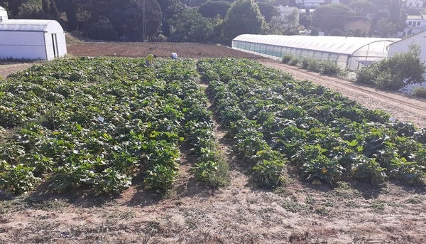 Menos agua y fertilizantes con el uso de micorrizas en horticultura - Image 1