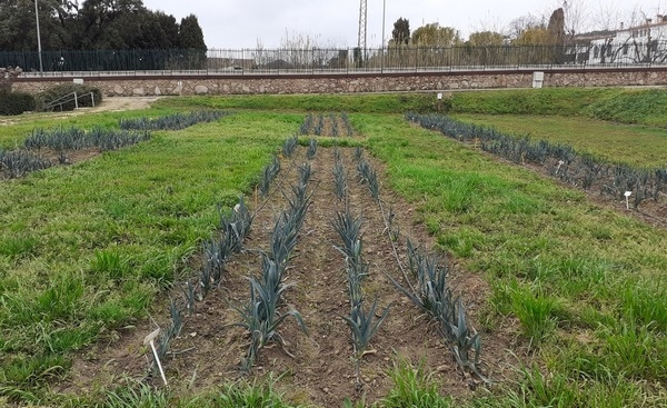 Menos agua y fertilizantes con el uso de micorrizas en horticultura - Image 9